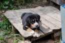 Unsere Welpen 2