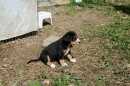 Unsere Welpen 2