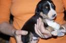 Unsere Welpen 2