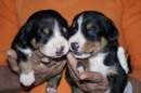 Unsere Welpen 2
