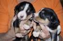 Unsere Welpen 2