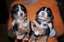 Unsere Welpen 2