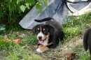 Unsere Welpen 2
