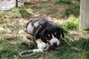 Unsere Welpen 2