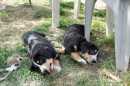 Unsere Welpen 2