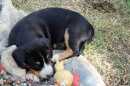 Unsere Welpen 2