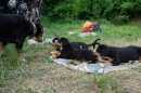 Unsere Welpen 2