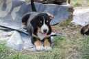 Unsere Welpen 2