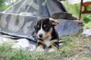 Unsere Welpen 2