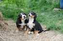 Unsere Welpen 2