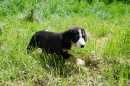 Unsere Welpen 2