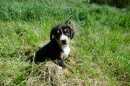 Unsere Welpen 2
