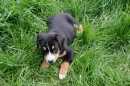 Unsere Welpen 2