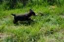 Unsere Welpen 2