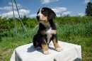 Unsere Welpen 2