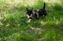 Unsere Welpen 2