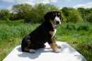 Unsere Welpen 2