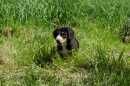 Unsere Welpen 2