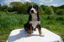 Unsere Welpen 2