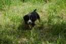 Unsere Welpen 2