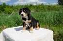 Unsere Welpen 2