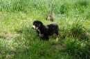 Unsere Welpen 2