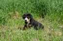 Unsere Welpen 2