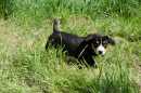 Unsere Welpen 2
