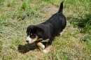 Unsere Welpen 2