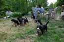 Unsere Welpen 2