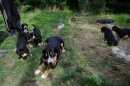 Unsere Welpen 2