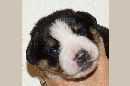 Unsere Welpen 3