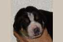 Unsere Welpen 3