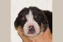 Unsere Welpen 3