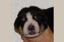 Unsere Welpen 3