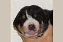 Unsere Welpen 3