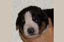 Unsere Welpen 3