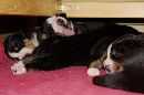 Unsere Welpen 3