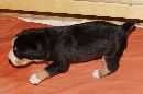 Unsere Welpen 3