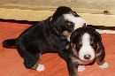 Unsere Welpen 3