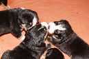 Unsere Welpen 3