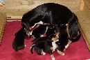 Unsere Welpen 3