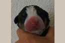 Unsere Welpen 3