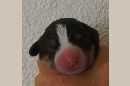 Unsere Welpen 3