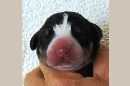 Unsere Welpen 3