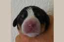 Unsere Welpen 3