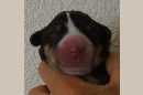 Unsere Welpen 3