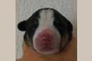 Unsere Welpen 3