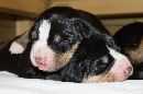 Unsere Welpen 3