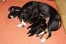 Unsere Welpen 3